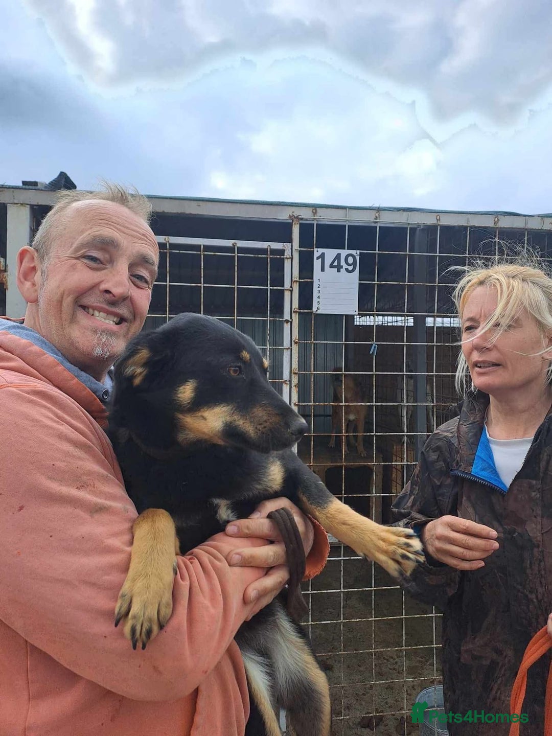 Mixed Breed dogs for adoption: Teya - Norwich Norfolk  - Image 4