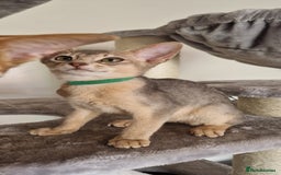 Abyssinian cats for sale: Pure Abyssinian kittens ❤️Ready to go 😍  - Image 35