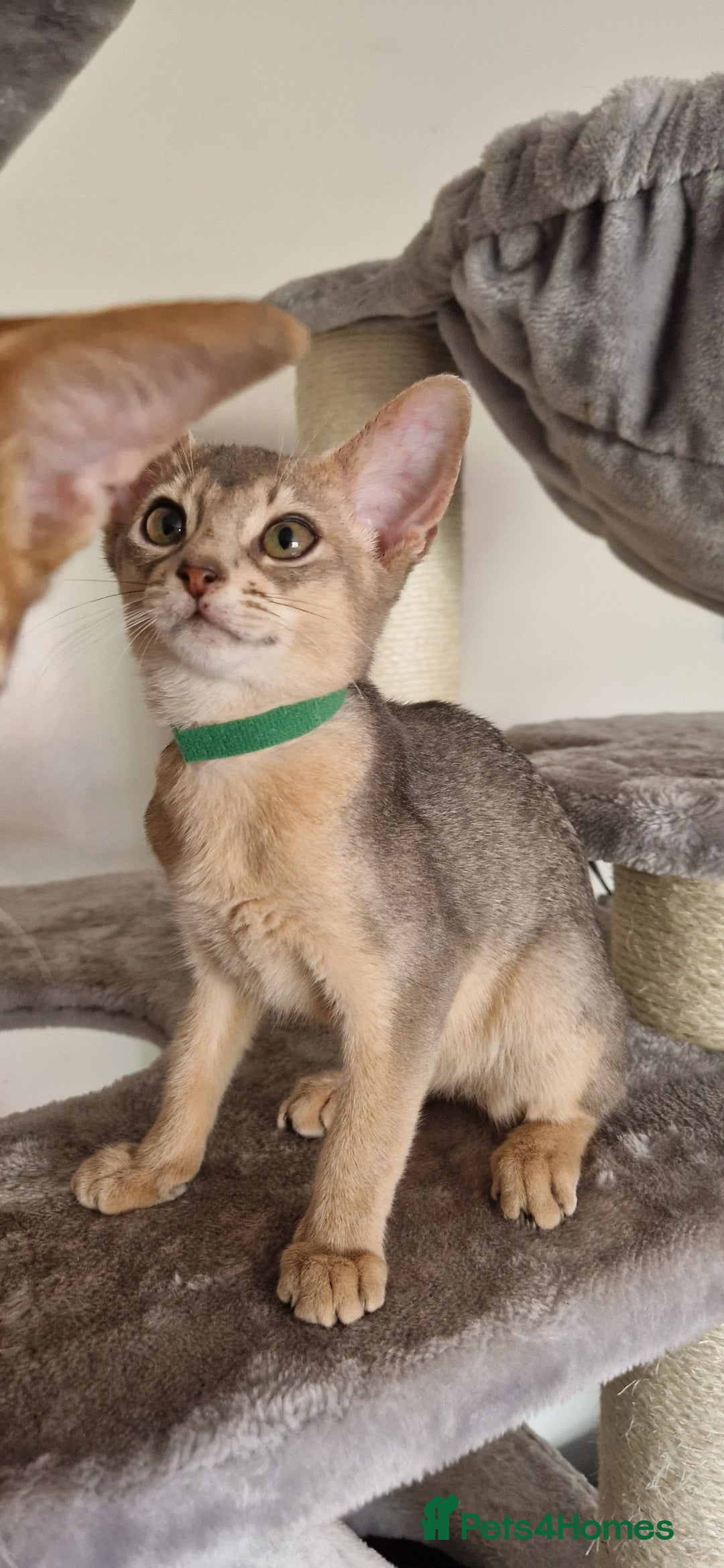 Abyssinian cats for sale: Pure Abyssinian kittens ❤️Ready to go 😍  - Image 35