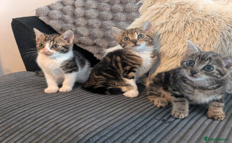 Mixed Breed cats - Advert 3