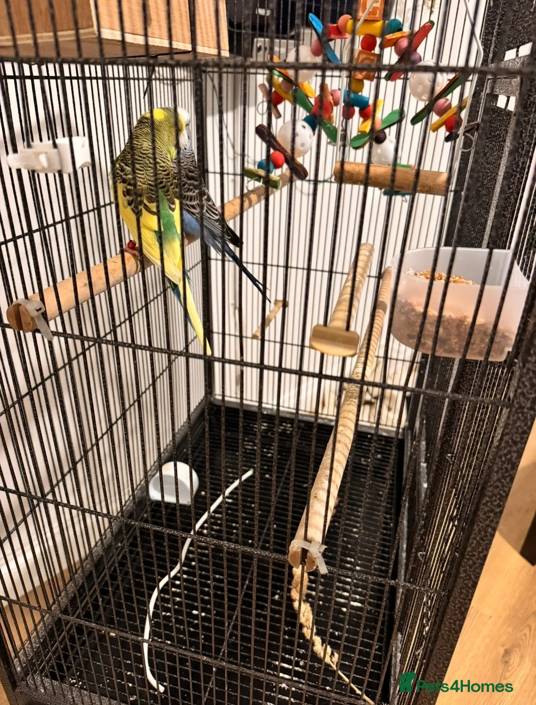 Budgerigars birds for sale: Beautiful Budgies for Sale - Advert 3