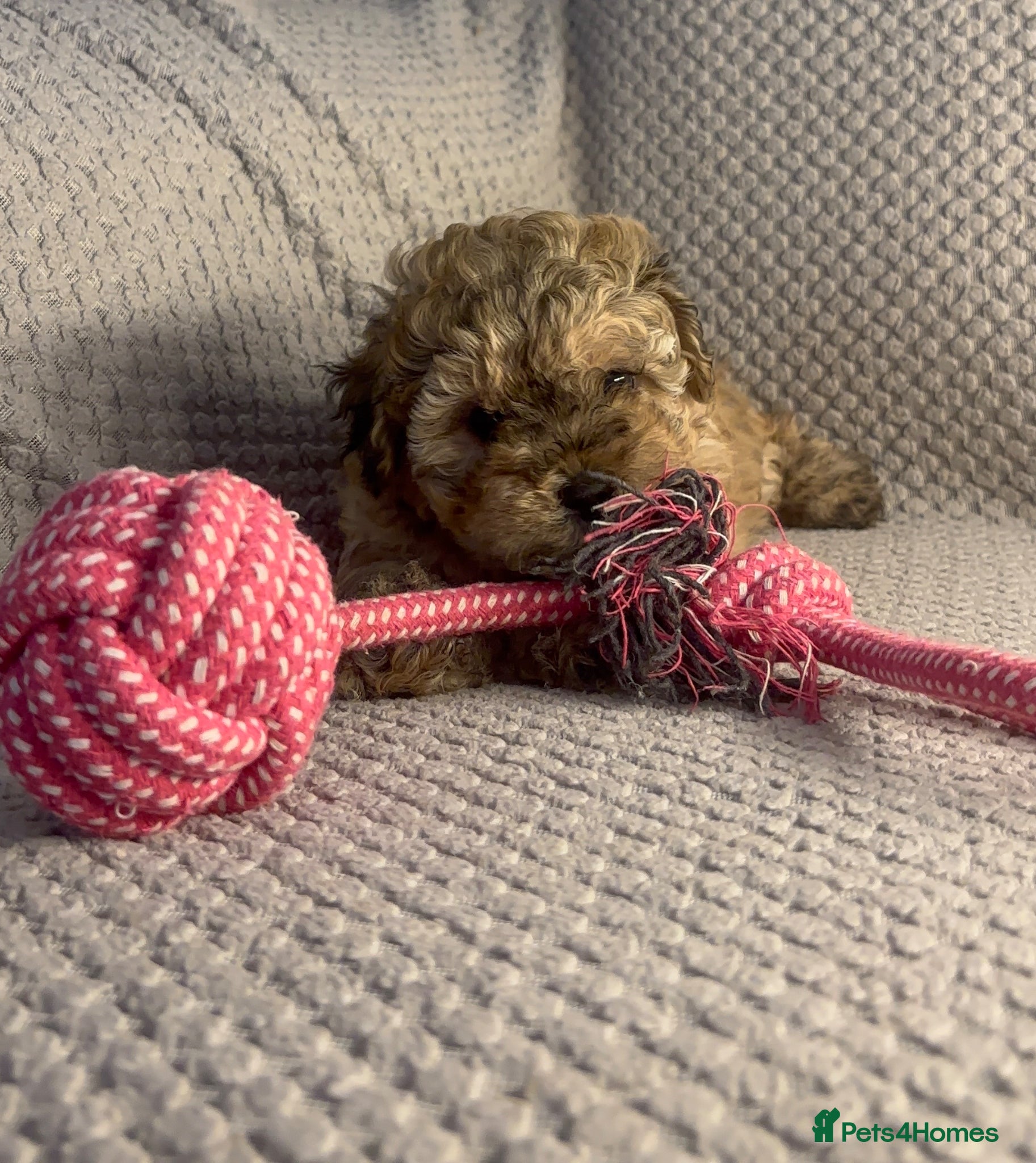 Maltipoo dogs LAST MALTIPOO GIRL LEFT - Advert 1