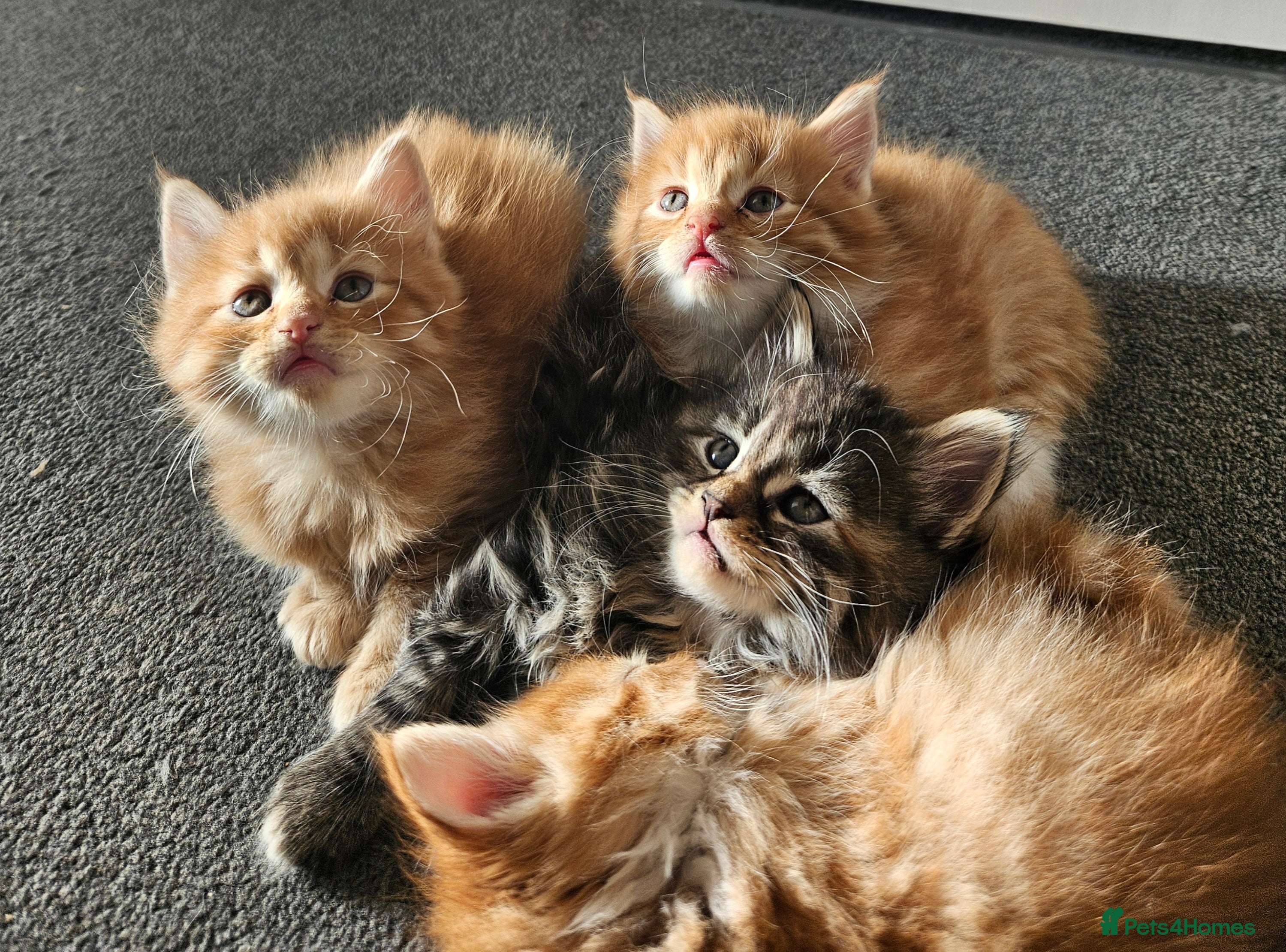 Mixed Breed cats Beautiful ginger mix long hair mainly coon kittens - Advert 8