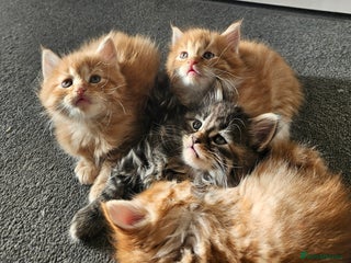 Mixed Breed cats Beautiful ginger mix long hair mainly coon kittens - Advert 8
