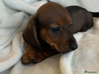 Miniature Dachshund dogs Ready to leave 🌟 2 Boys & 2 Girls remaining - Advert 6