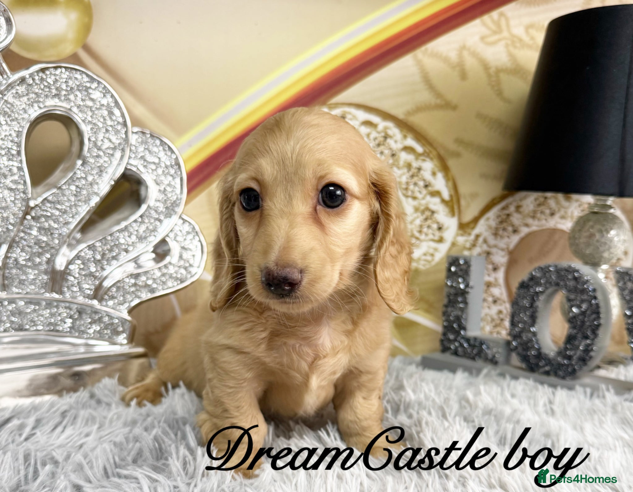 Miniature Dachshund dogs Ready to leave Kc long coat cream puppies  - Advert 1