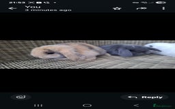 Mini Lop rabbits for sale: Adorable baby mini lops - Image 2