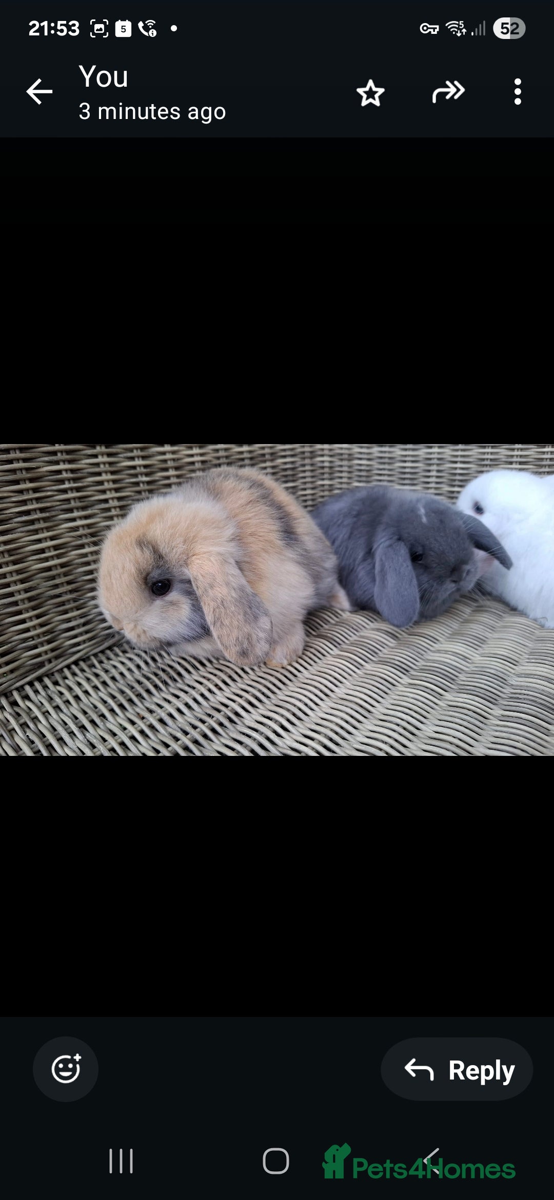 Mini Lop rabbits for sale: Adorable baby mini lops - Image 2