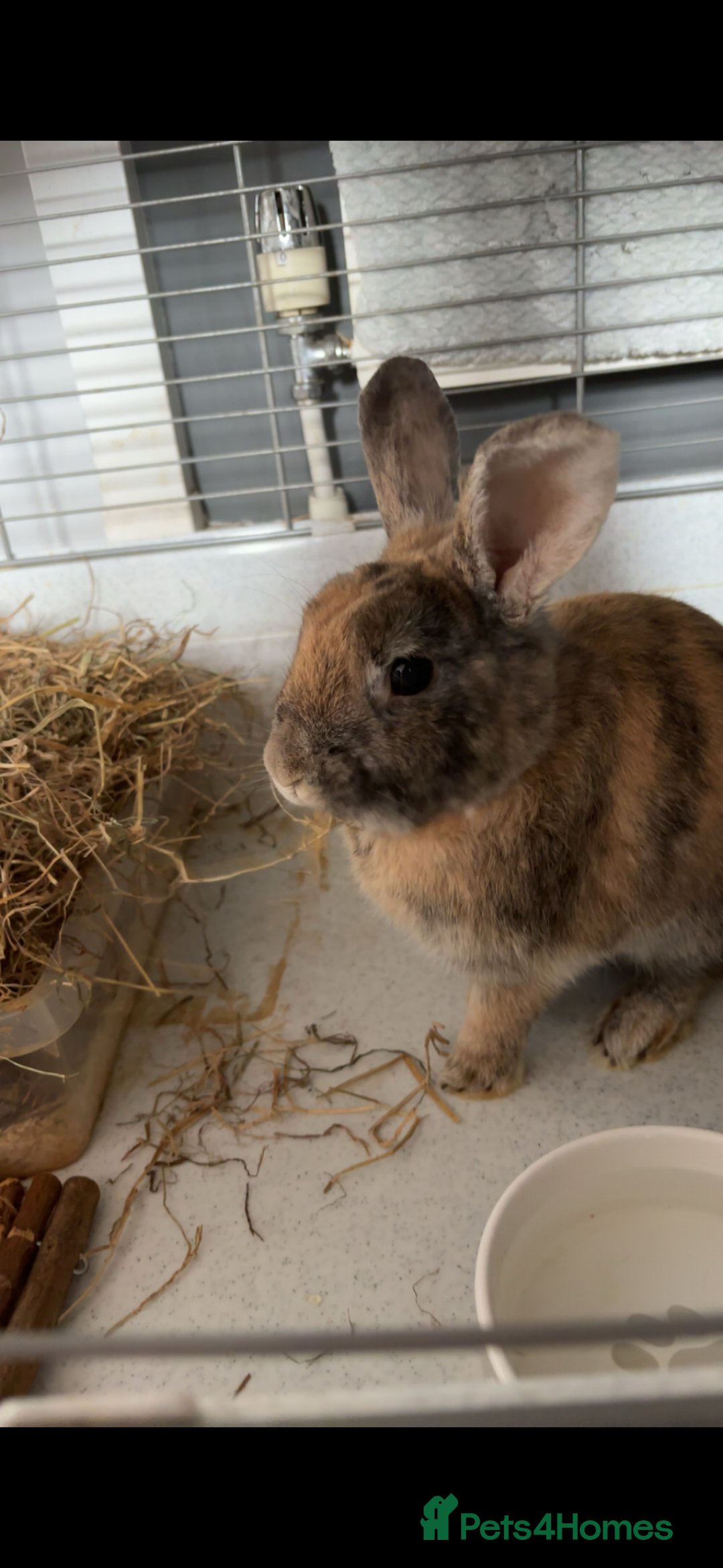 Mixed Breed rabbits for sale: Rabbit for rehoming - Advert 3