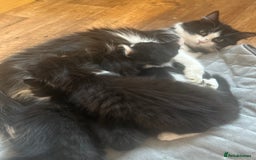 British Longhair cats for sale: 2 kittens Left - Image 3