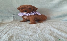 Toy Poodle dogs for sale: Red KC Toy Poodle small puppies - Image 12