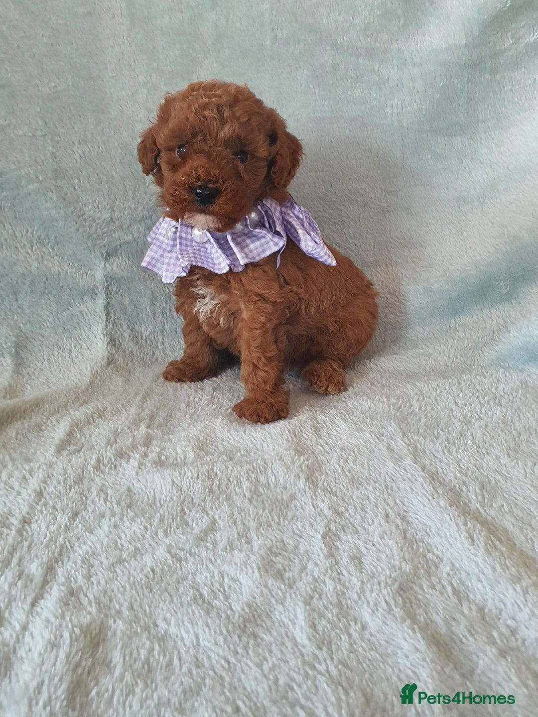 Toy Poodle dogs for sale: Red KC Toy Poodle small puppies - Image 12