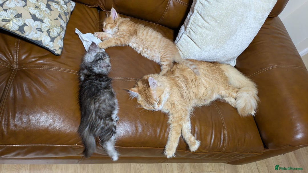 Maine Coon cats for sale: 2 pure mainecoon kittens ready now to leave  - Image 21