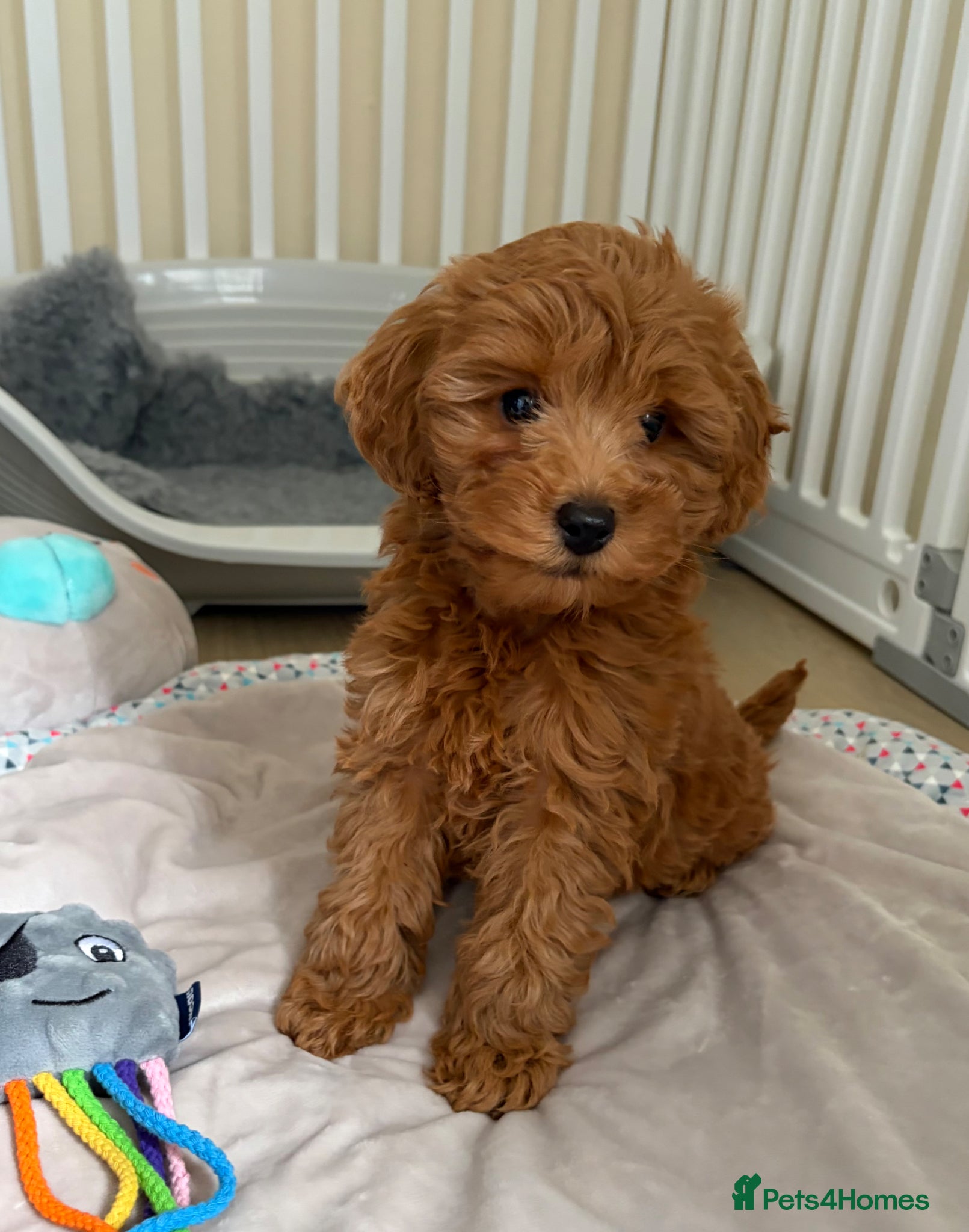 Cockapoo dogs Toy poodle/cockapoo puppies Health tested  - Advert 1