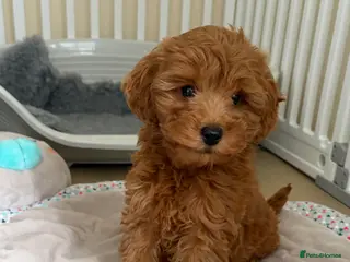 Cockapoo dogs Toy poodle/cockapoo puppies Health tested - Advert 1