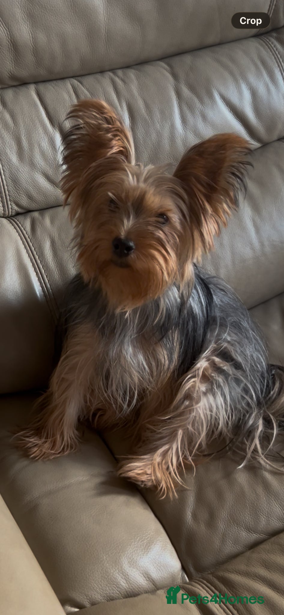 Yorkshire Terrier dogs Yorkshire terrier - Advert 7