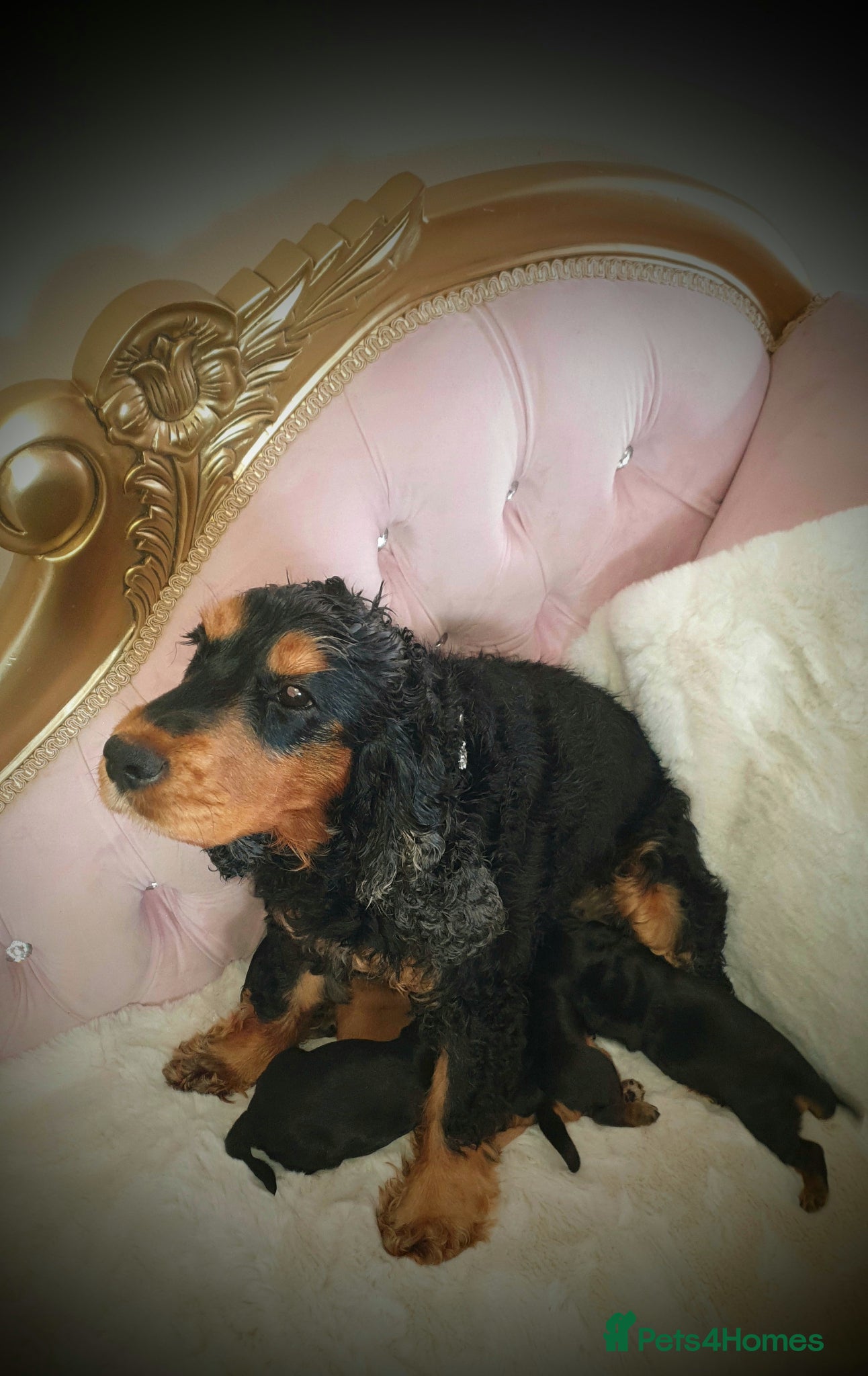 Cocker Spaniel dogs K.C Show line Cocker Spaniel puppies  - Advert 2