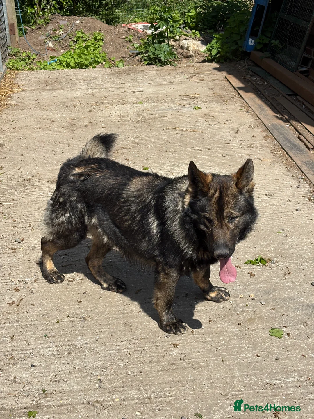 German Shepherd dogs for sale: Beautiful Alsatian Puppies male & Female for sale - Advert 2