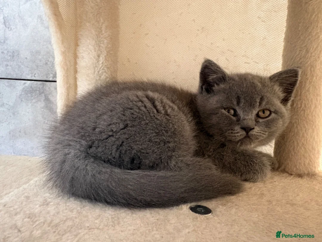 British Shorthair cats for sale: British Short Hair Blue and Lillac Kittens Females - Advert 13