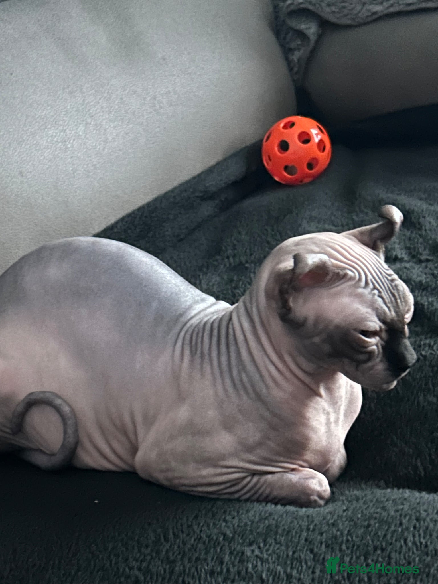 Sphynx cats Beautiful SphinxCat Looking for a Loving Home - Advert 12