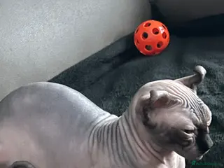 Sphynx cats Beautiful SphinxCat Looking for a Loving Home - Advert 12