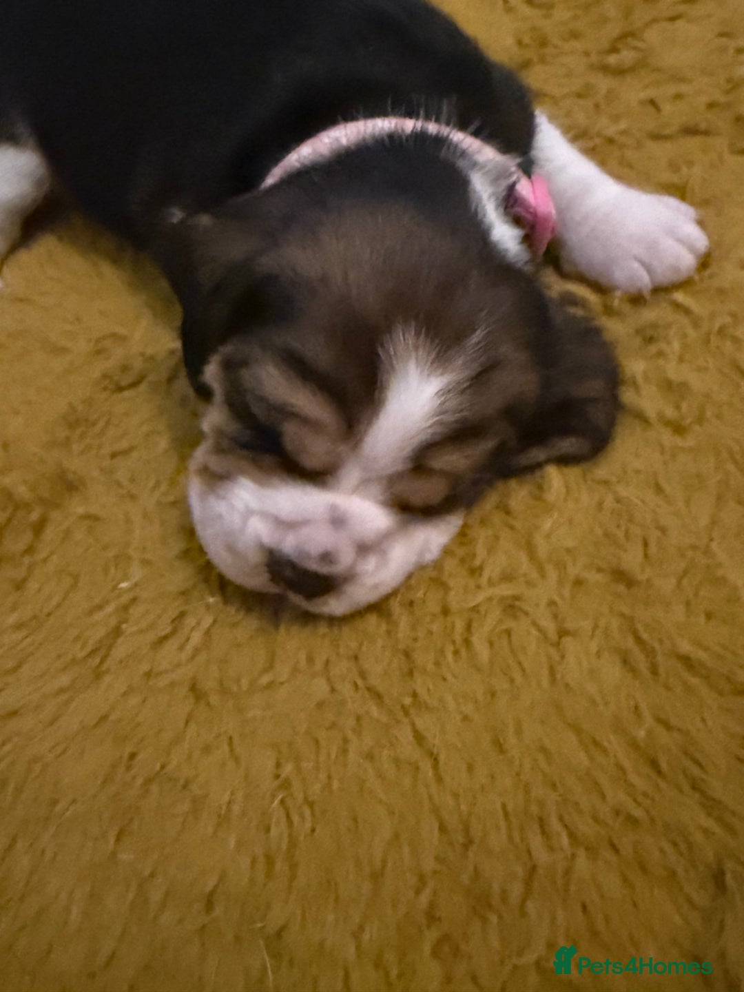 Beagle dogs for sale: Beagle puppies  - Advert 5