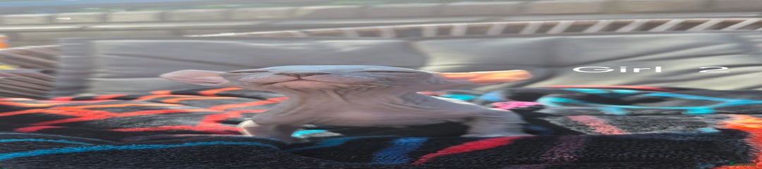 Sphynx Kitten 4