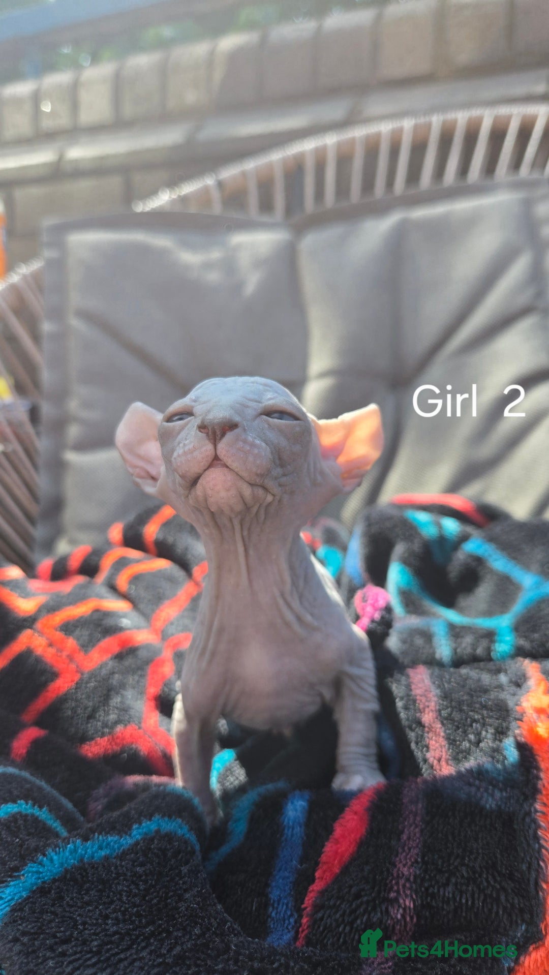 Sphynx cats for sale: Elf Sphynx Kittens  - Image 14