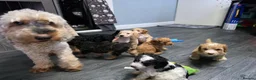 Cockapoo dogs for sale: READY NOW - 2 Gorgeous Female Cockapoo Puppies - Advert 1