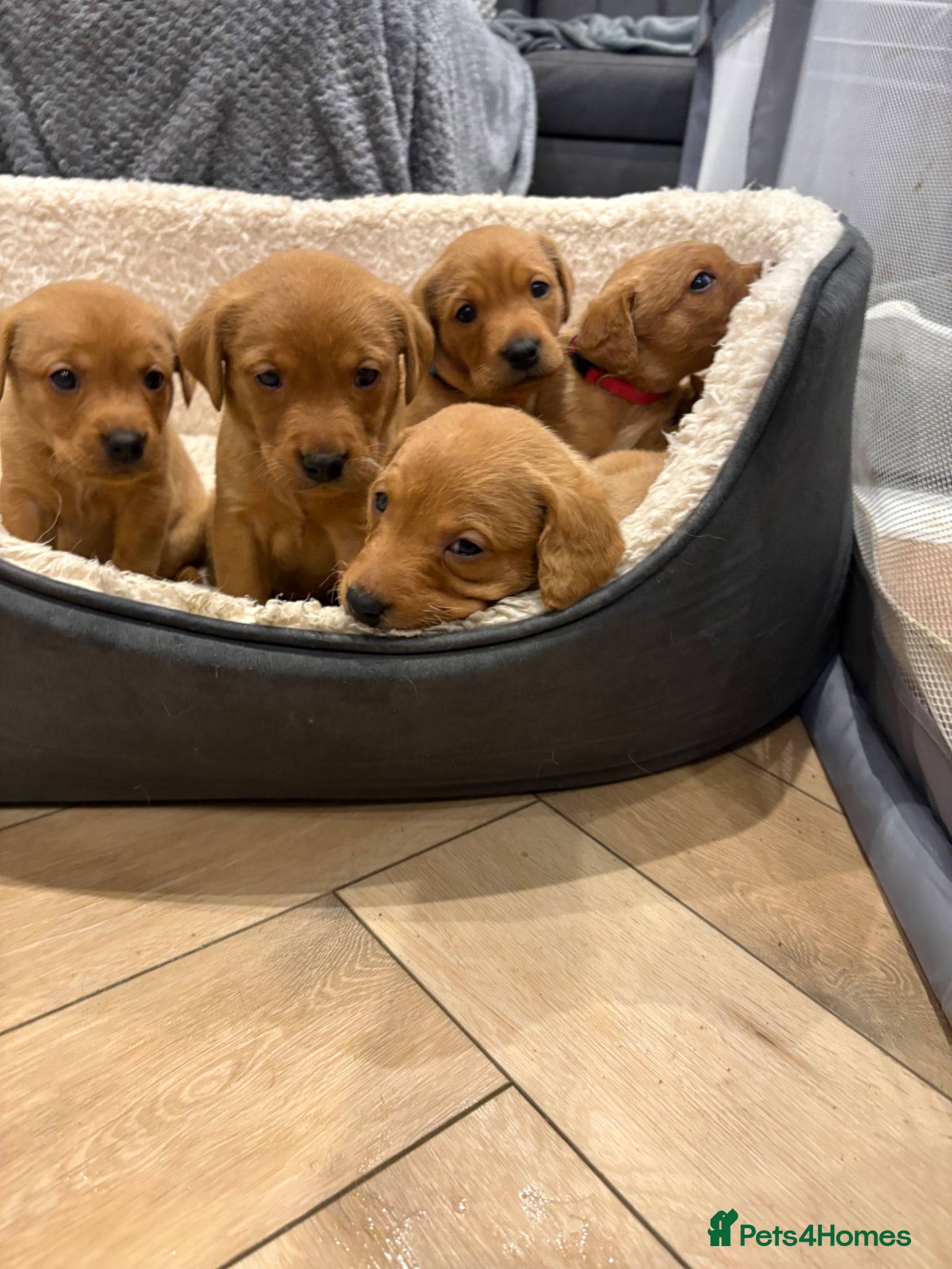 Labrador Retriever dogs KC Registered Fox Red Labrador Puppies - Advert 2