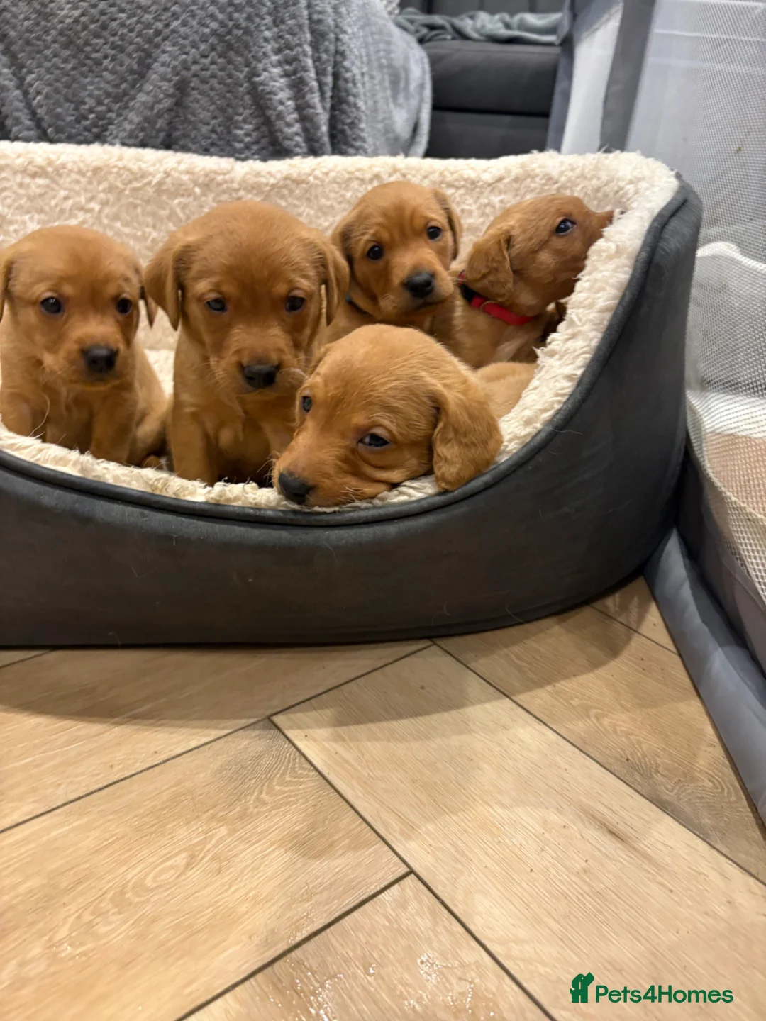 Labrador Retriever dogs for sale: KC Registered Fox Red Labrador Puppies - Advert 1