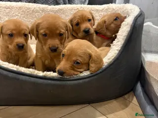 Labrador Retriever dogs KC Registered Fox Red Labrador Puppies - Advert 2