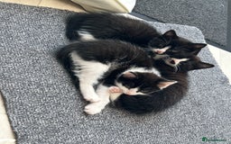 Mixed Breed cats for sale: 3 ragdoll mix kittens  - Image 1