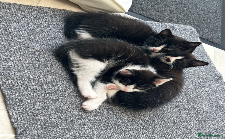 Mixed Breed cats - Advert 3