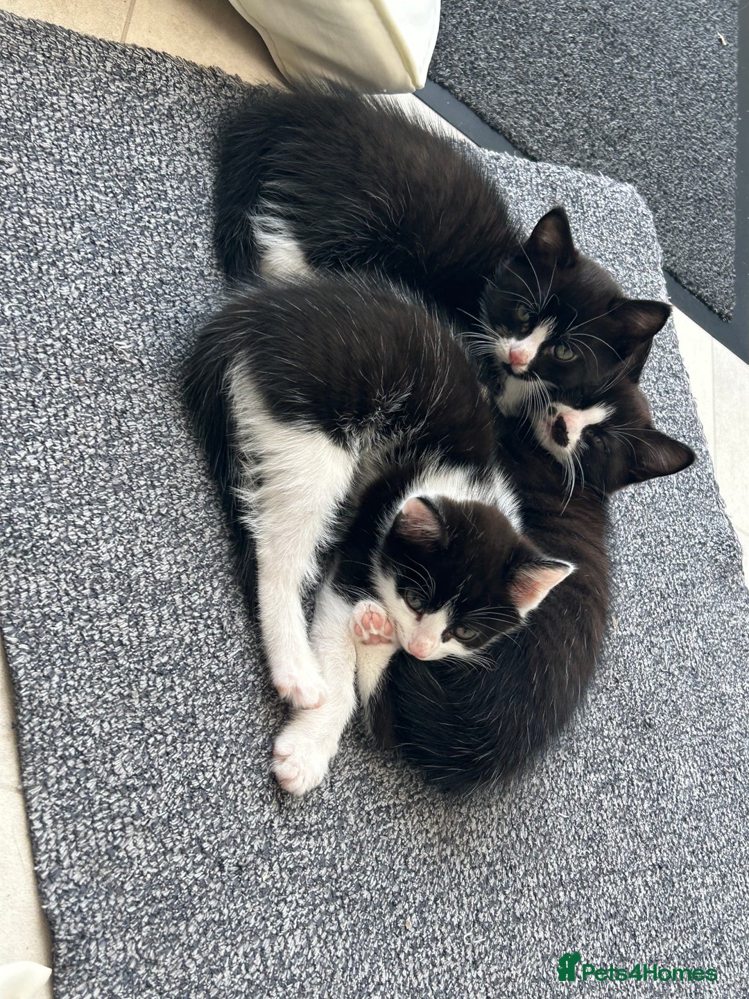 Mixed Breed cats for sale: 3 ragdoll mix kittens  - Image 1