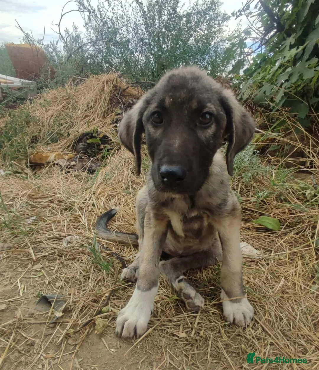 Mixed Breed dogs for adoption: Masiey 4,5 months Macedonian rescue pups - Advert 1