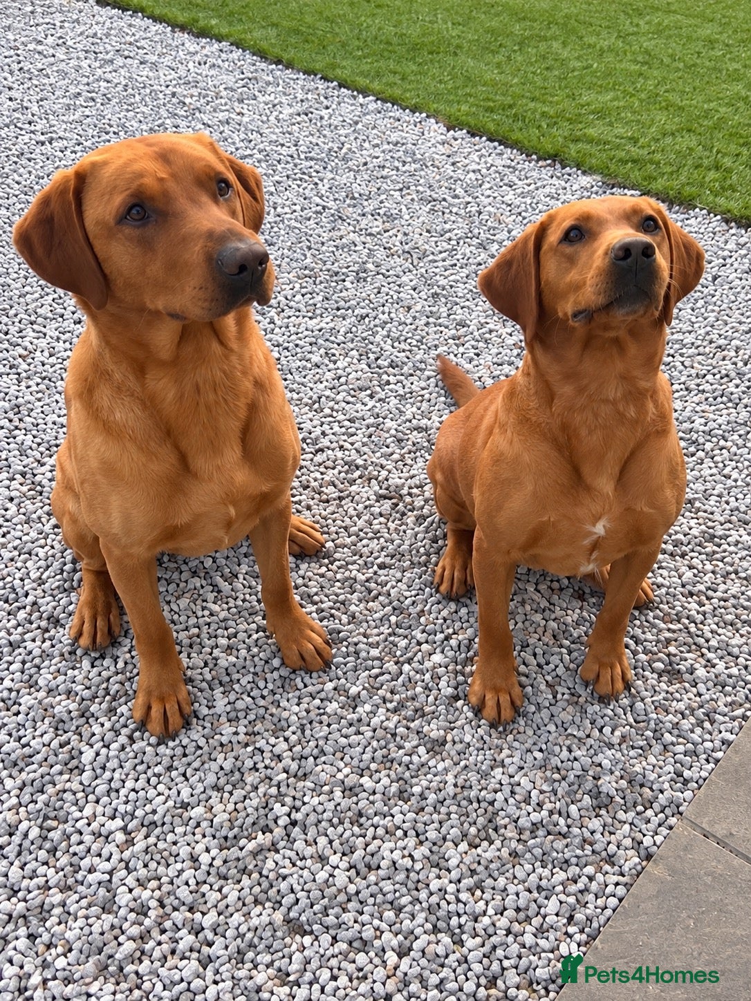 Labrador Retriever dogs KC Registered Fox Red Labrador Puppies  - Advert 2