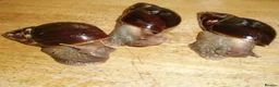 Snails invertebrates for sale: GIANT AFRICAN LAND SNAILS - 7cm - Advert 1