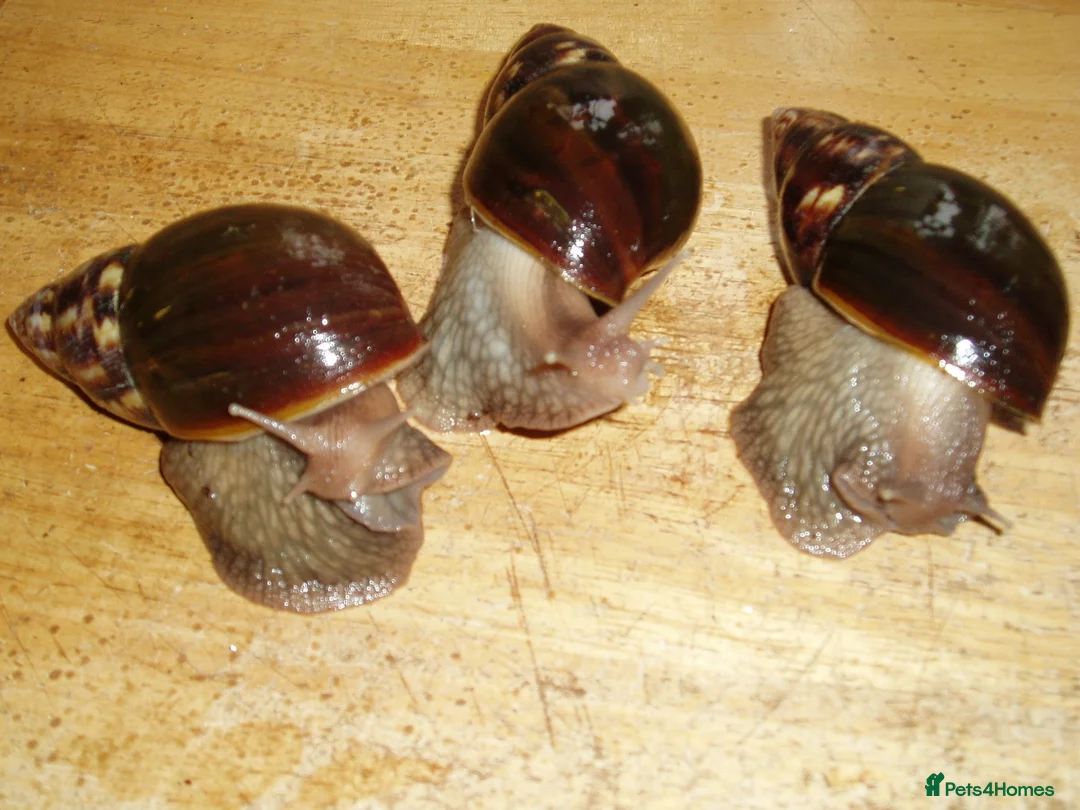 Snails invertebrates for sale: GIANT AFRICAN LAND SNAILS - 7cm - Advert 1