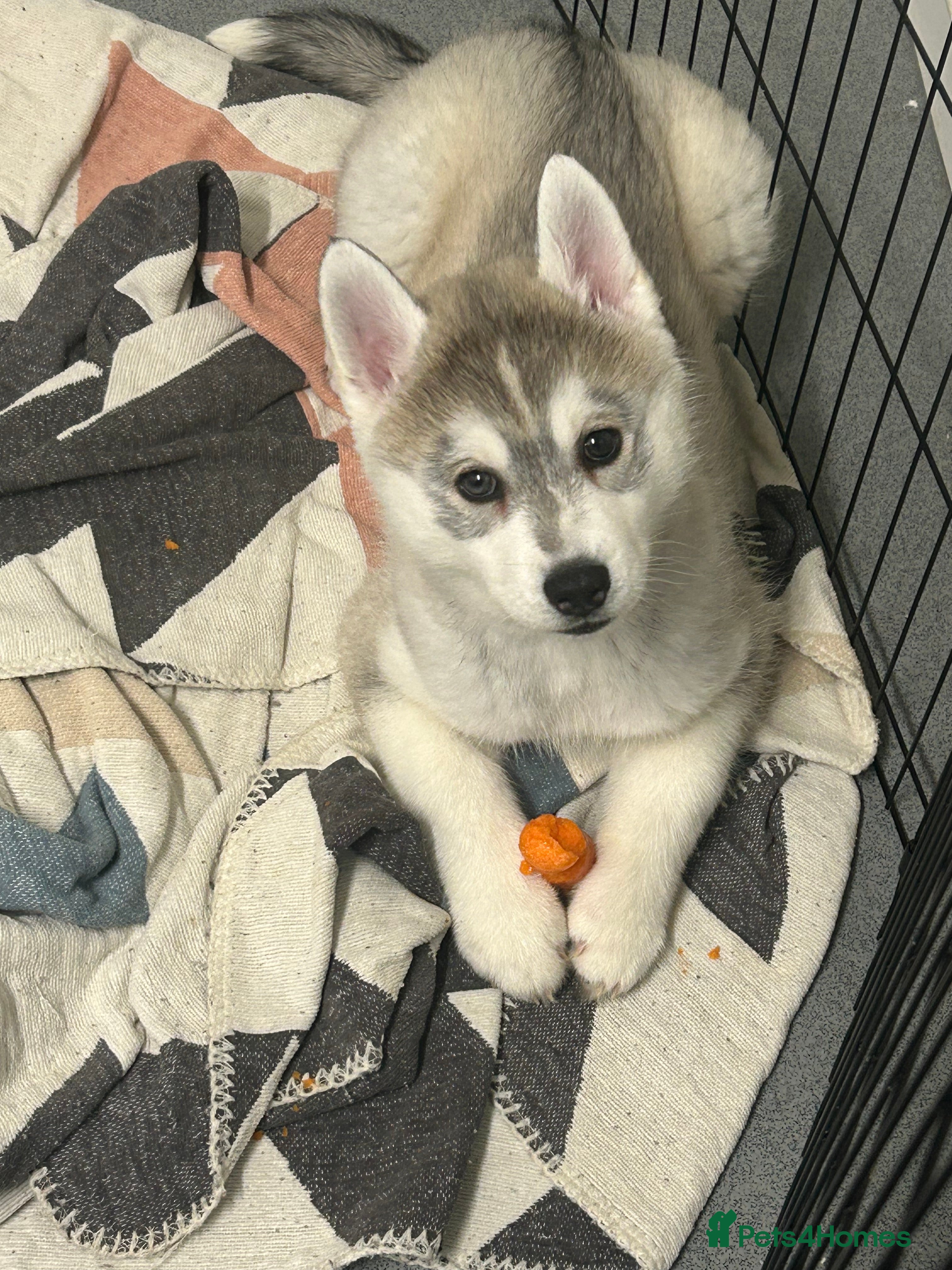 Siberian Husky dogs 2 beautiful puppy’s born 25-12-2025 - Advert 11