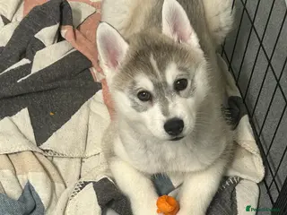 Siberian Husky dogs 2 beautiful puppy’s born 25-12-2025 - Advert 11