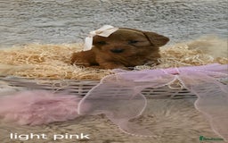 Cavapoo dogs for sale: Cavapoo f1b - Image 7