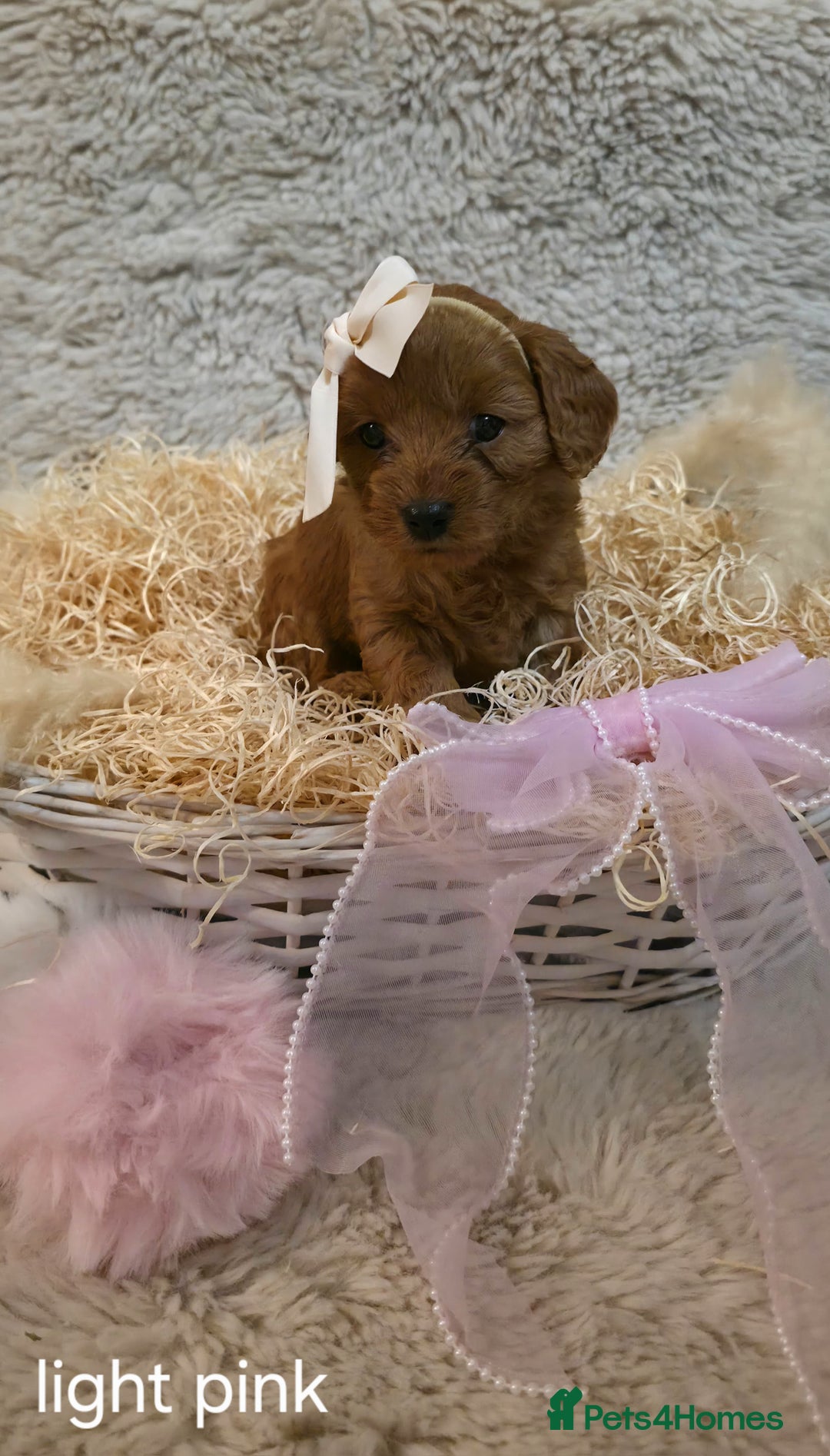 Cavapoo dogs for sale: Cavapoo f1b - Image 7