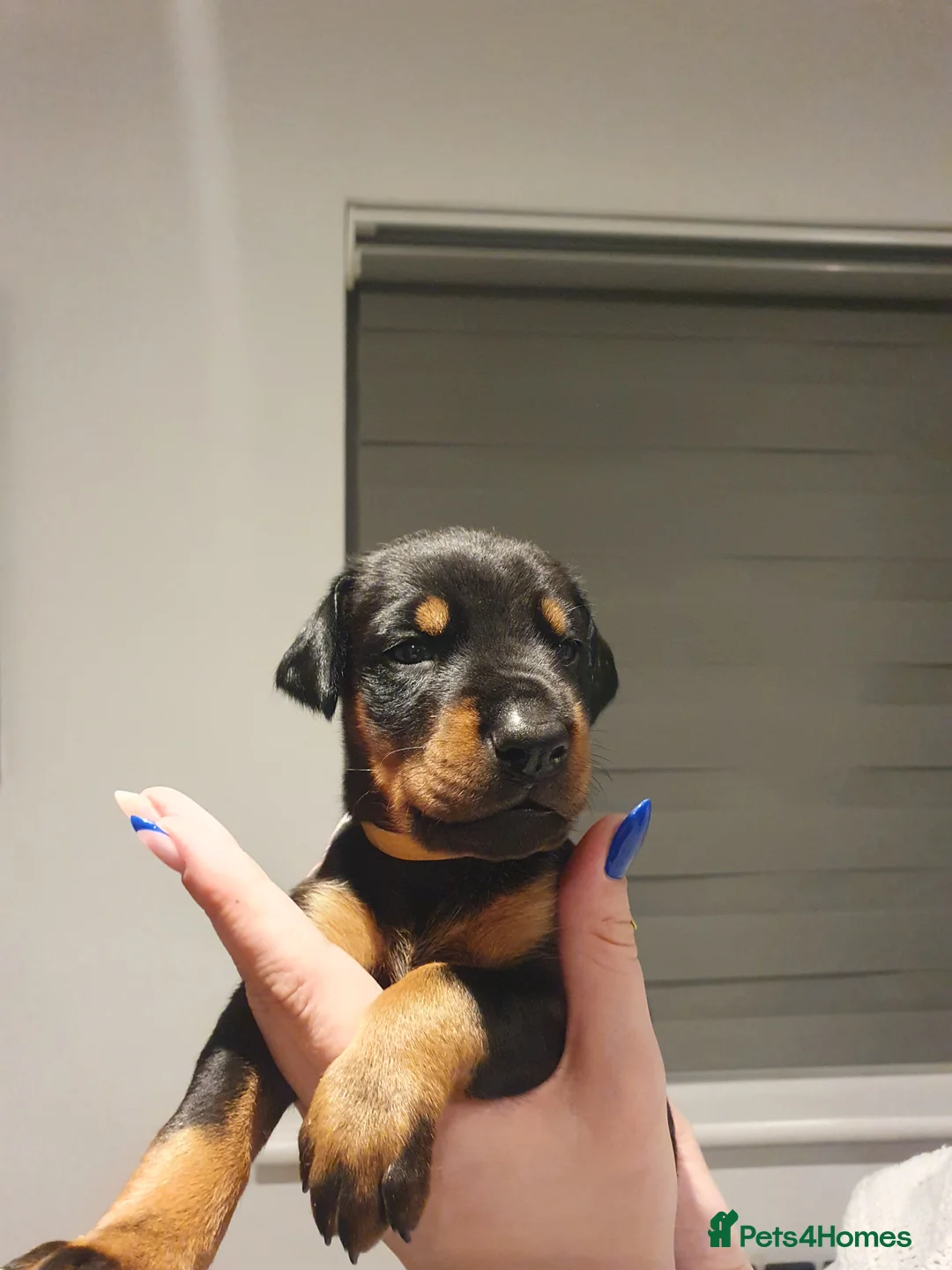 Dobermann dogs for sale: Dobermann puppies  - Advert 6