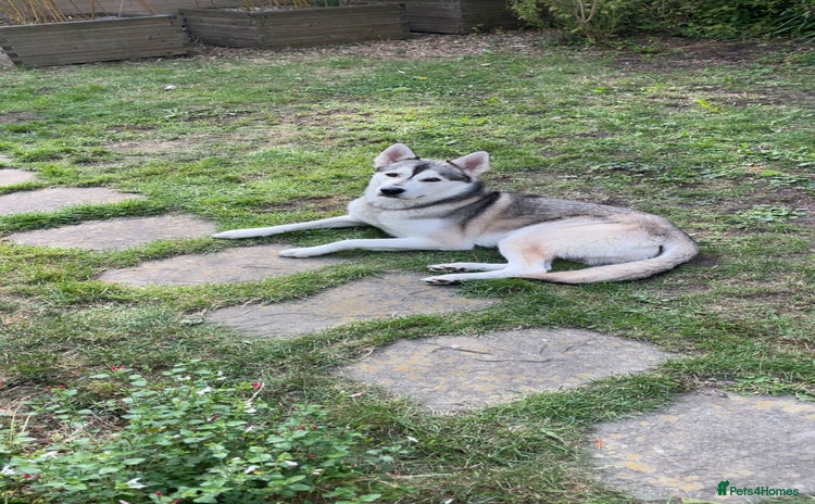 Siberian Husky dogs - Advert 1