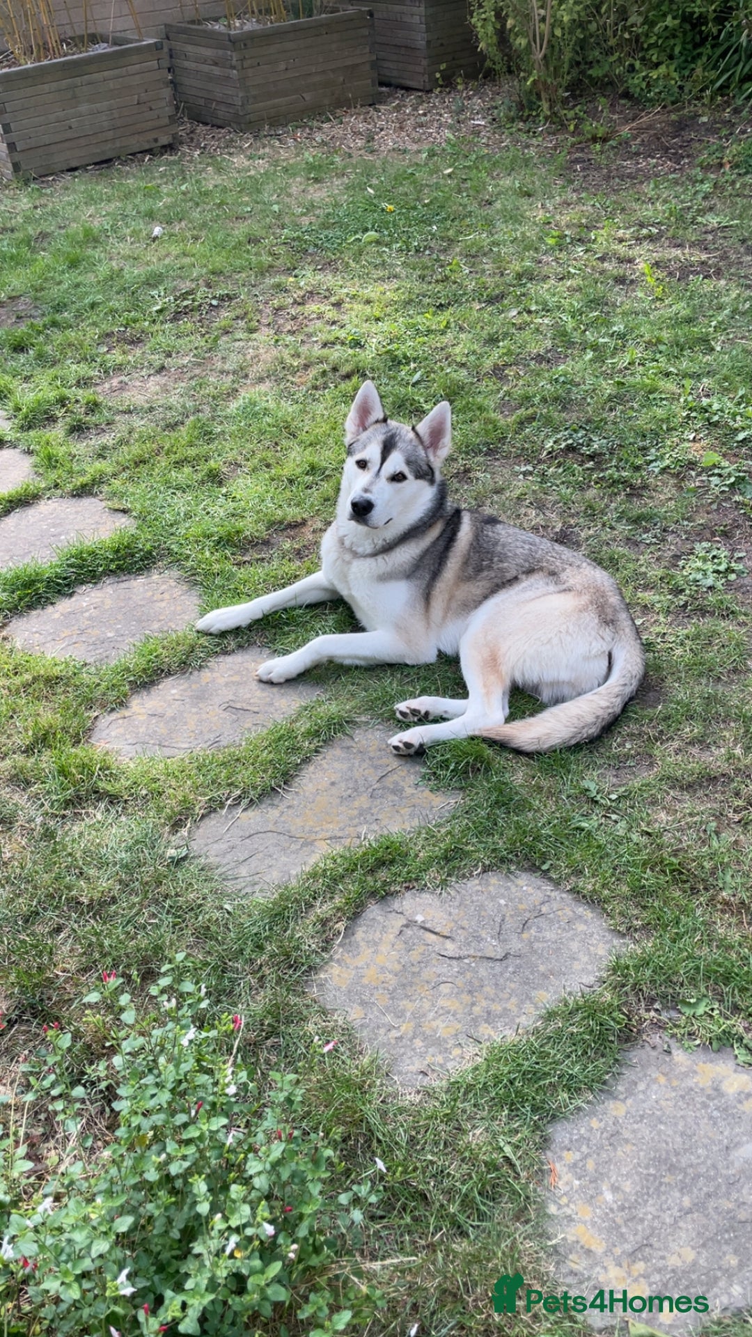 Siberian Husky dogs for stud: Spade a Siberian Husky  - Image 1