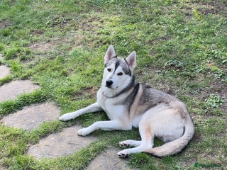 Siberian Husky dogs - Advert 17