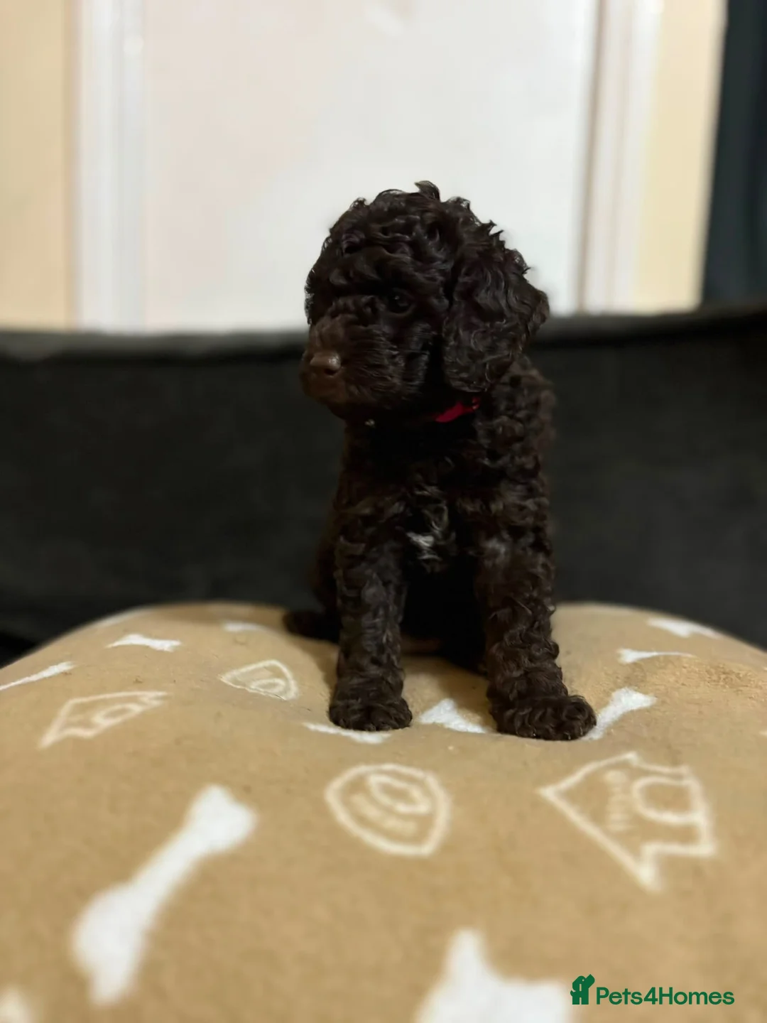 Cockapoo dogs for sale: Miniature cockapoo  - Advert 2