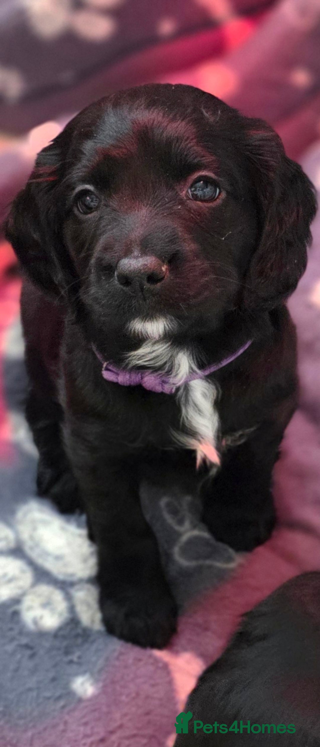 Sprocker dogs Gorgeous Sprockers Home Raised, Mum & Dad Here - Advert 2