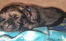 German Shepherd dogs for sale: German shepherd  - Advert 4